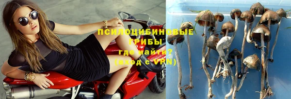 ГАЛЛЮЦИНОГЕННЫЕ ГРИБЫ Новозыбков